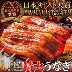 日本ギフト大賞鹿児島県賞受賞!!国産特大うなぎ蒲焼き186g×2袋