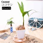 爆買観葉植物おしゃれヤシの木ココヤシ鉢植え受皿付オフィス自宅ベランダ店舗ギ...