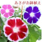 朝顔 鉢植え 7号 あさがお アサガオ あんどん仕立て 夏休みの 自由研究 プレゼント ギフト