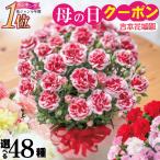 ショッピング鉢 まだ間に合う 地域限定 母の日 カーネーション 2024 プレゼント 花 鉢植え お菓子 スイーツ 選べる花色と選べる特典