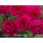 バラ苗 イングリッシュローズ大苗 トーマス・エイ・ベケット バラ ER専用 6リットル角鉢 大苗 クリムゾンレッド