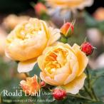 バラ苗イングリッシュローズ大苗ロアルド・ダールバラER専用6リットル角鉢大...