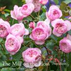 バラ苗イングリッシュローズ大苗ザ・ミル・オン・ザ・フロスバラER専用6リッ...