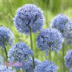 [ предварительный заказ товар ] осень .. луковица allium лягушка reum луковица 5 лампочка весна . веселье! 9 месяц последняя декада после последовательный отправка 