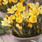 秋植え球根クロッカスロマンス球根5球