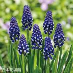 秋植え球根ムスカリ球根ナイトアイズ...