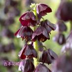 秋植え球根フリチラリアペルシカパープルダイナマイト球根1球春が楽しみ！秋植...