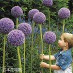 [ предварительный заказ товар ] осень .. луковица allium g радиатор луковица 1 лампочка весна . веселье! 9 месяц последняя декада после последовательный отправка 