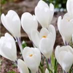秋植え球根クロッカスアイスクイーン...