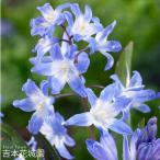 秋植え球根チオノドクササルデンシス...