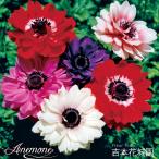 秋植え球根アネモネ八重咲混合ミック...