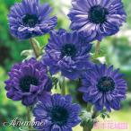 秋植え球根アネモネ八重咲青ブルー球...