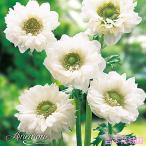 秋植え球根アネモネ八重咲白ホワイト...