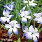秋植え球根テコフィレアシアノクロッカスライヒトリーニ球根2球