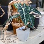 観葉植物 アロカシア ドワーフアマゾニカ アローカシア 3号ポット 美しい葉を楽しむタイプ