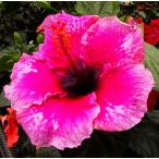 2020年 激レア ハイビスカス 赤い珊瑚 4.5号 ポット 苗