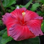 2020年 激レア ハイビスカス エレクトリックブルー 4.5号 ポット 苗