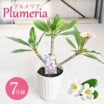 ジャングルジャックス プルメリア 7号鉢 南国 ハワイ タヒチ 熱帯植物