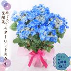 母の日 ギフト 2026 花 アジサイ 鉢植え スターリットスカイ 紫陽花 あじさい プレゼント 園芸専門店 吉本花城園 送料無料