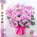 母の日 ギフト 2026 花 アジサイ 鉢植え 女神降臨 紫陽花 あじさい プレゼント 園芸専門店 吉本花城園 送料無料