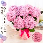 母の日 ギフト 2026 花 アジサイ 鉢植え ひなまつりルナ ピンク 紫陽花 あじさい プレゼント 園芸専門店 吉本花城園 送料無料