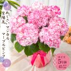 母の日 ギフト 2026 花 アジサイ 鉢植え マジカルマーブルピンク 紫陽花 あじさい プレゼント 園芸専門店 吉本花城園 送料無料