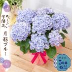 母の日 ギフト 2026 花 アジサイ 鉢植え 月影（げつえい）ブルー 紫陽花 あじさい プレゼント 園芸専門店 吉本花城園 送料無料