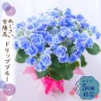 母の日 ギフト 2026 花 アジサイ 鉢植え ドリップ ブルー 紫陽花 あじさい プレゼント 園芸専門店 吉本花城園 送料無料