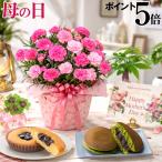 母の日 プレゼント 2026 花 カーネーション さくらもなか 鉢植え 5号 ギフト 選べる特典付き 吉本花城園 送料無料