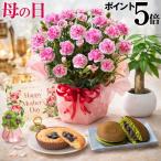 母の日 プレゼント 2026 花 カーネーション ティーパーティー 鉢植え 5号 ギフト 選べる特典付き 吉本花城園 送料無料