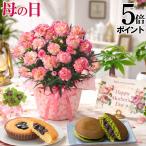 母の日 プレゼント 2026 花 カーネーション フロリアーヌ 鉢植え 5号 ギフト 選べる特典付き 吉本花城園 送料無料