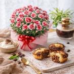 母の日 プレゼント 2026 花とスイーツ カーネーション いちごホイップ 焼きティラミス 洋菓子 鉢植え お母さん
