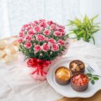 母の日 プレゼント 2026 花とスイーツ カーネーション いちごホイップ 果実のカップケーキ 鉢植え 洋菓子