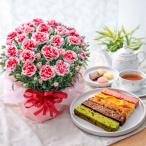 母の日 プレゼント 2026 花とスイーツ カーネーション いちごホイップ 焼き菓子キュートセレクション 鉢植え ギフト