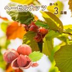  american лесной орех саженец фруктовое дерево рассада je мех sonyam Hill sakaja одежда 4 номер pot рассада 