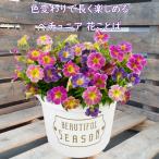 春から秋まで楽しめる！色変わりペチュニア 花ことば 8号 花言葉 玄関 店舗前の花飾りに プレゼントやギフトにもおすすめ 鉢花 花苗 夏のお花 鉢植え