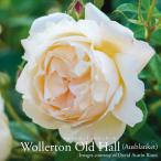 バラ苗イングリッシュローズ大苗ウォラトン・オールド・ホールバラER専用6リ...