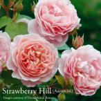 バラ苗 イングリッシュローズ大苗 ストロベリー・ヒル バラ ER専用 6リットル角鉢 大苗 ミディアムピンク
