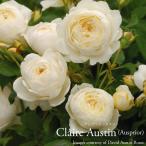 バラ苗イングリッシュローズ大苗クレアオースチンバラER専用6リットル角鉢大...