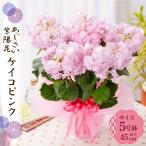 母の日ギフト2026花アジサイ鉢植えケイコピンク紫陽花あじさいプレゼント園...