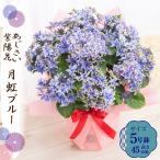 母の日ギフト2026花アジサイ鉢植え月虹ブルー紫陽花あじさいプレゼント園芸...