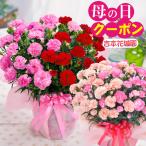 ショッピング花 母の日 プレゼント 大きな カーネーション 花 ギフト 鉢植え 2色咲き 6号鉢サイズ 2024年