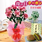 ショッピング花 母の日 プレゼント 花 ギフト 鉢植え カルミア鉢植え 5号鉢植え 特典付き 2024年 ギフト