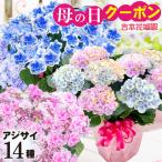 まだ間に合う 母の日 プレゼント アジサイ 花 ギフト 紫陽花 コンペイトウブルー ダンスパーティ― ディープ パープル コットンキャンディー ゴールド 2022年