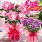 母の日 プレゼント 花 ギフト 鉢植え シャクナゲ 選べる花色 ピンク パープル 紫 鉢植え 特典付き 2024年