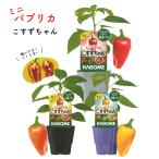 KAGOME カゴメのミニパプリカ 苗 こすずちゃん 3号ポット 紅 黄 橙 野菜苗 家庭菜園 ベランダ菜園