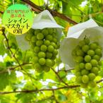 果樹苗 ぶどう 苗木 シャインマスカット 1年生 ぶどう 苗木 ブドウの木 挿し木 自根苗