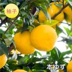 柚子苗木本ゆず木頭ゆず1年生4号ポ...