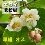 . покупка фруктовое дерево киви саженец . самец похоже ..4 номер pot контактный дерево рассада фруктовое дерево рассада . лист фруктовое дерево рассада самец мужской дерево киви фрукты 