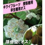 果樹苗 落葉果樹苗 キウイ 苗木 孫悟空 （そんごくう） キウイフルーツ オス